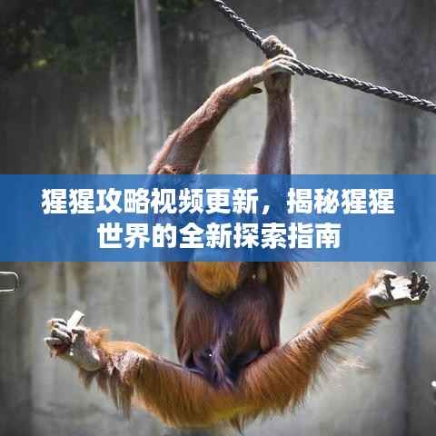 猩猩攻略视频更新,揭秘猩猩世界的全新探索指南